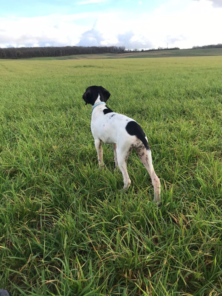 Pointer Isis