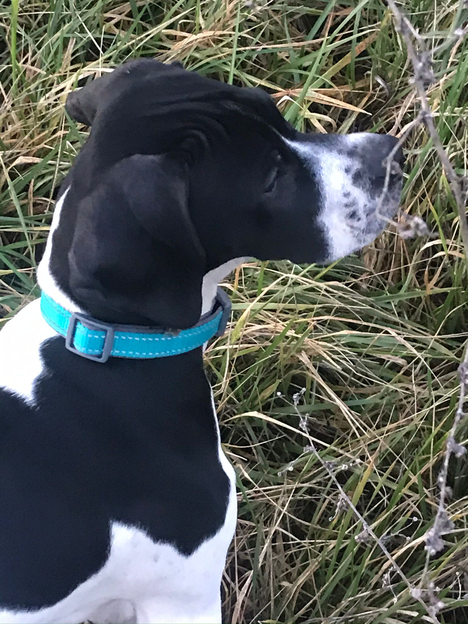Pointer - Isis