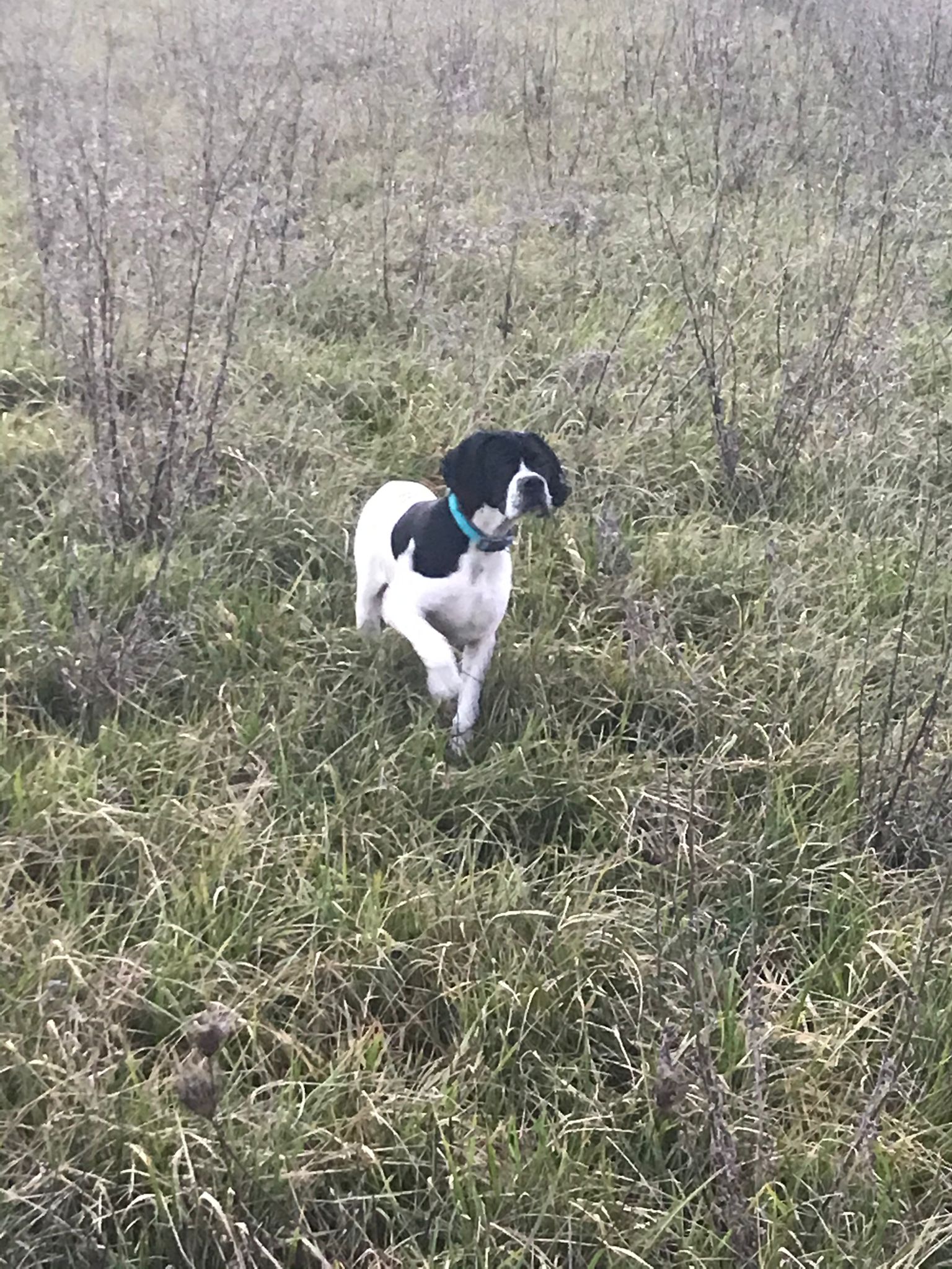 Isis Pointer.2